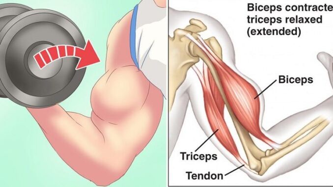 3 Reasons Why You Aren’t gaining Biceps Fast