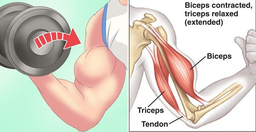 3 Reasons Why You Aren’t gaining Biceps Fast