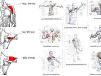 Top 5 Exercises To Build Shoulder Muscles